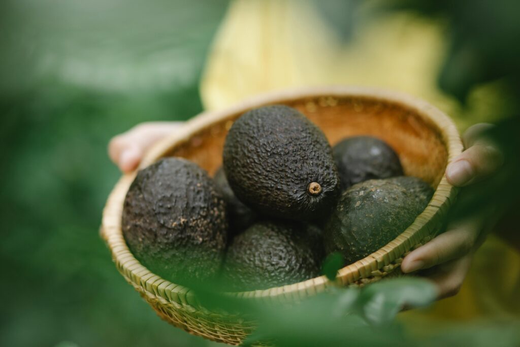 From above of crop anonymous person carrying wicker bowl full of fresh harvested avocados